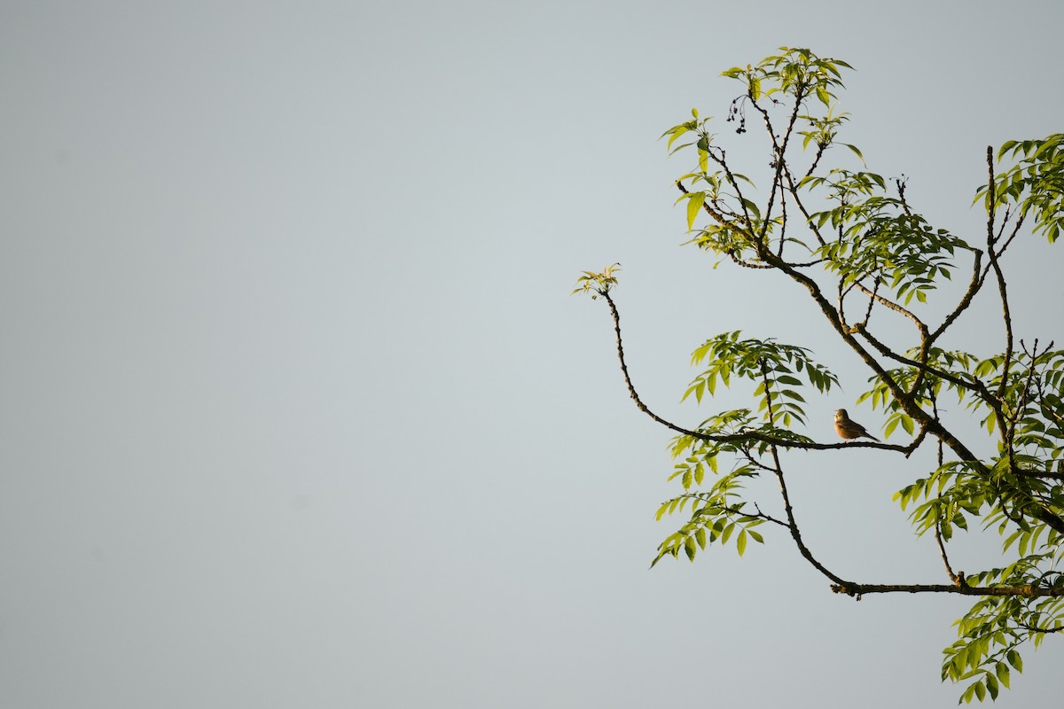 ズアオホオジロ - ML619481075