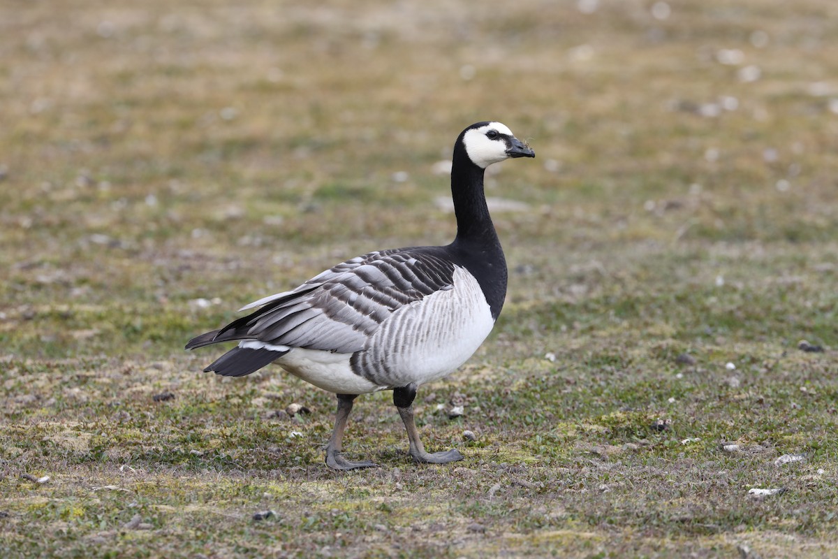 Barnacle Goose - Mike Edgecombe