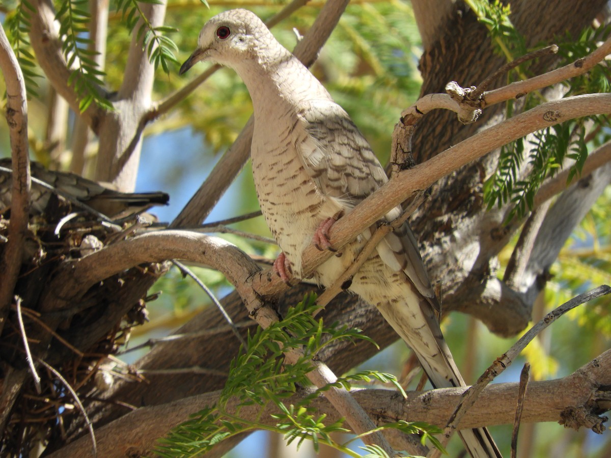 Inca Dove - Thomas Bürgi