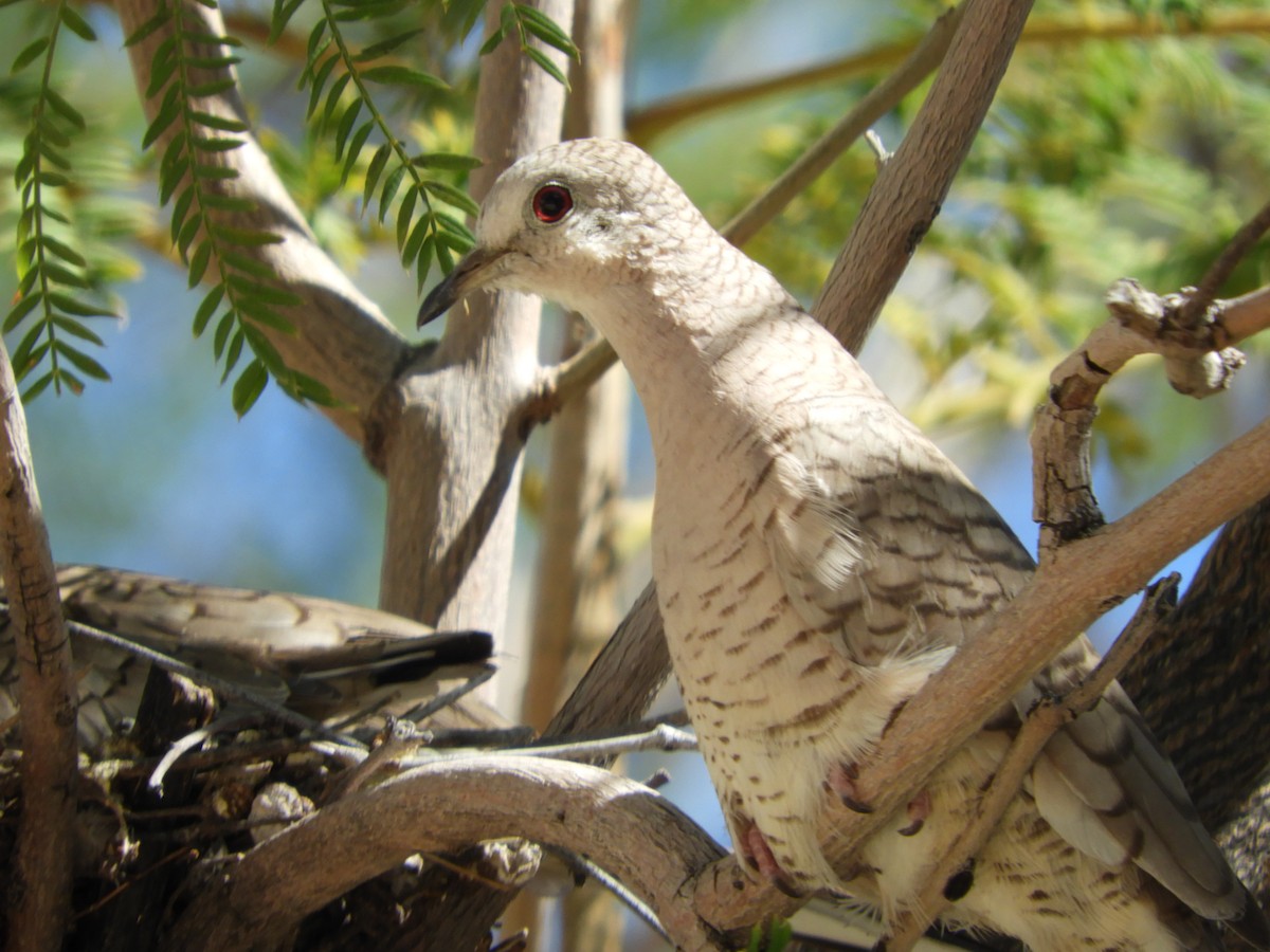 Inca Dove - Thomas Bürgi