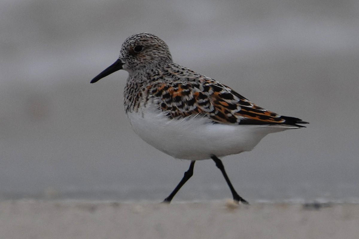 Sanderling - Brenda Lindsey