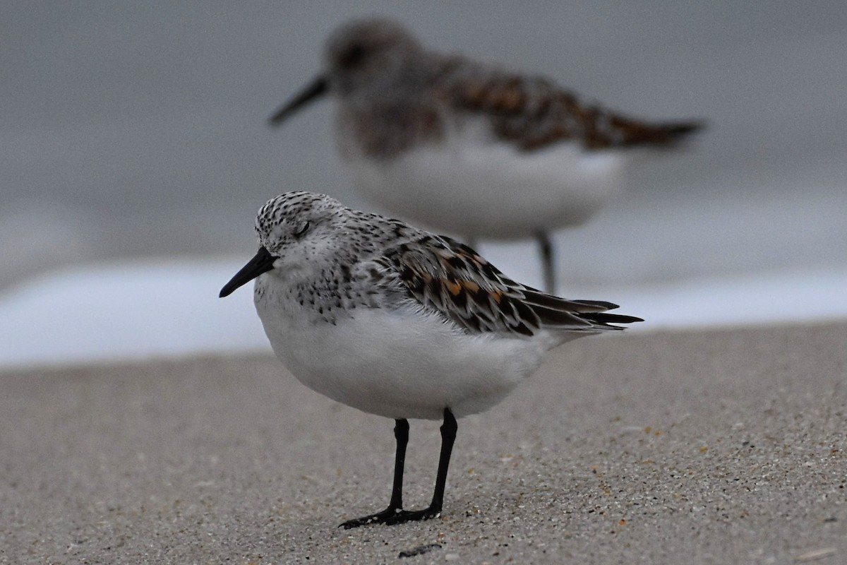 Sanderling - Brenda Lindsey