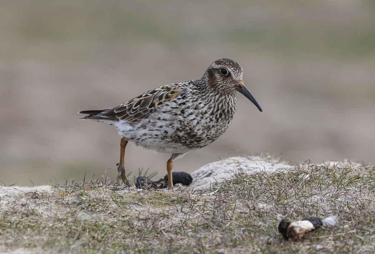 Purple Sandpiper - Mike Edgecombe