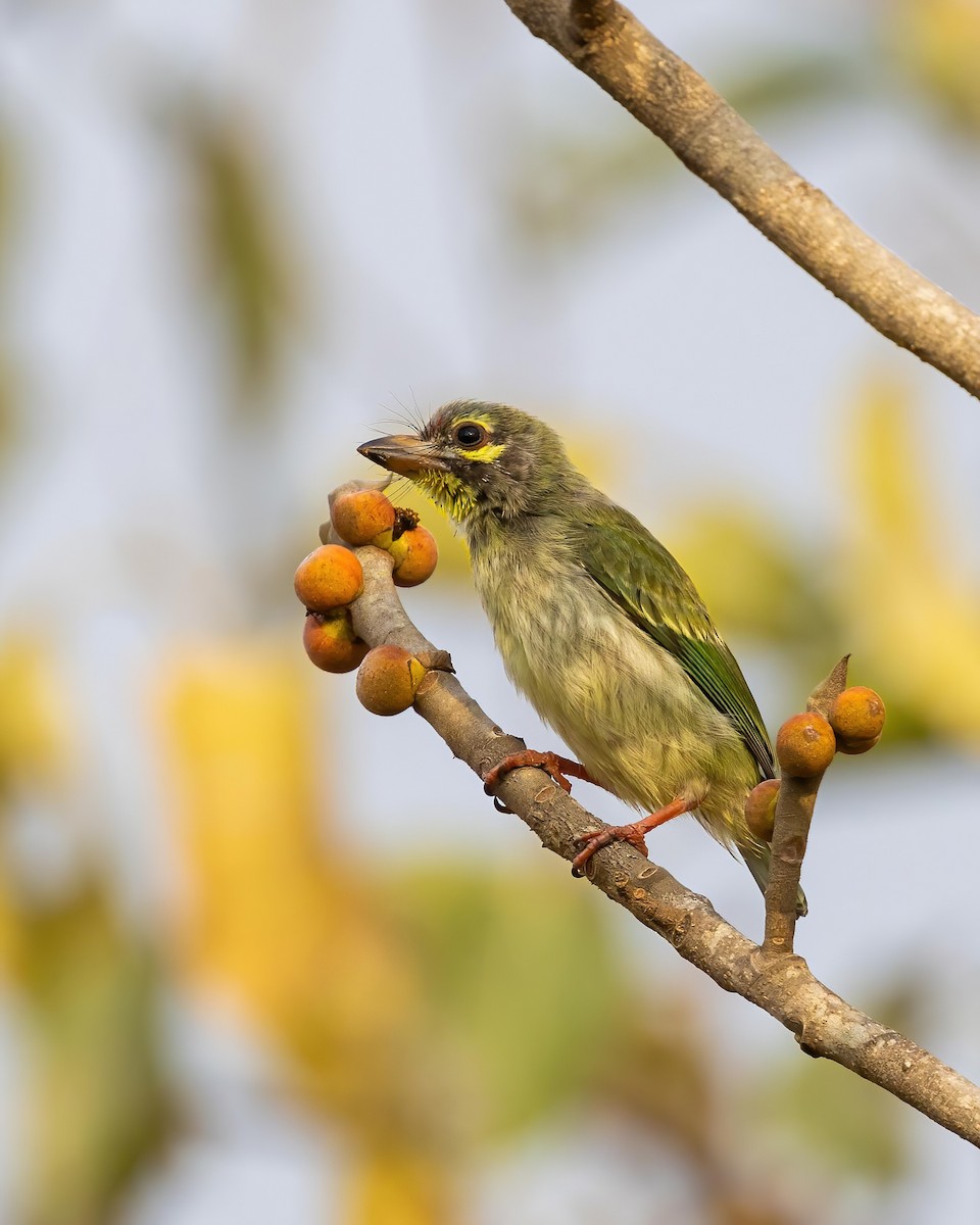 Coppersmith Barbet - Sri Teja