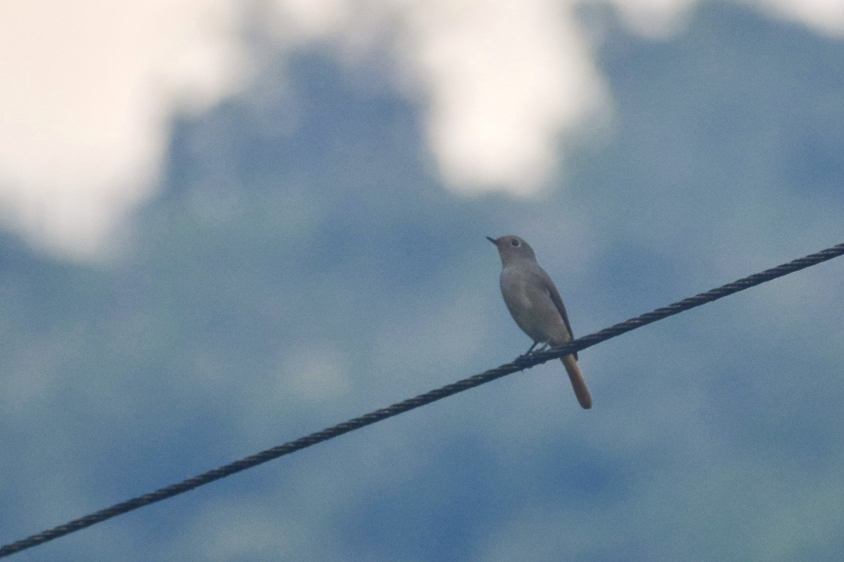 Blue-fronted Redstart - Utsav Biswas