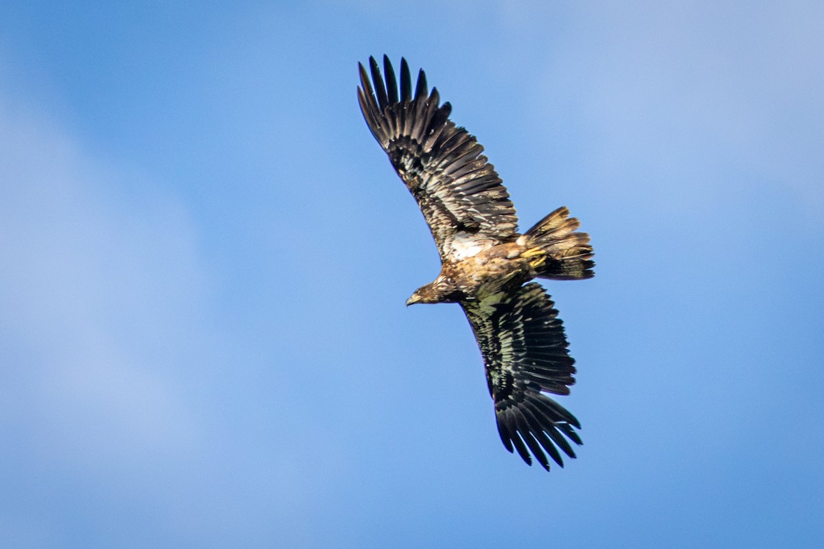 Bald Eagle - ML619481098