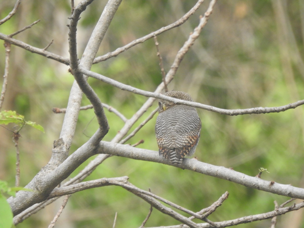 Jungle Owlet - Arun Karthi