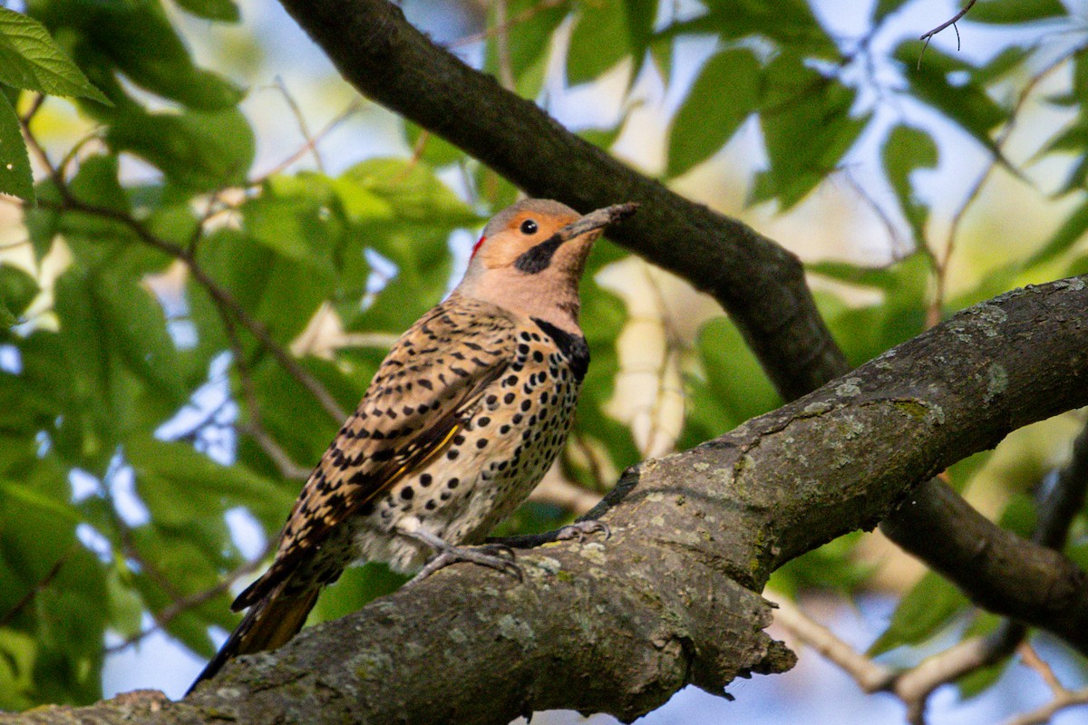 Northern Flicker - Michael Warner