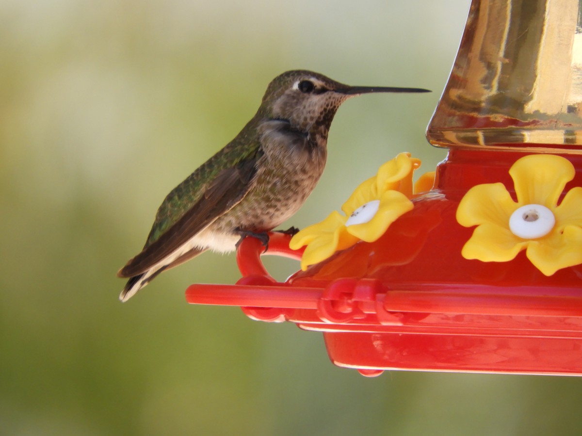 Anna's Hummingbird - Thomas Bürgi