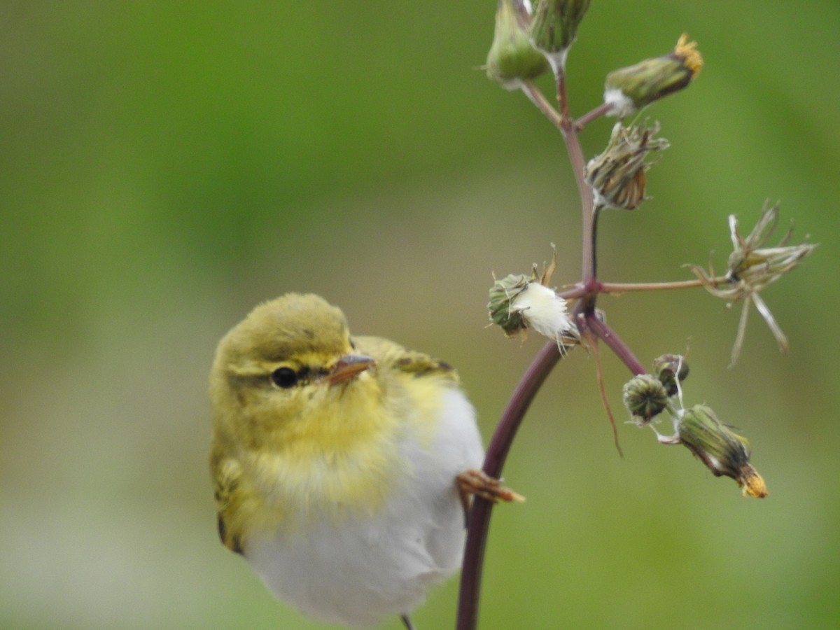 Wood Warbler - Fabio Marcolin