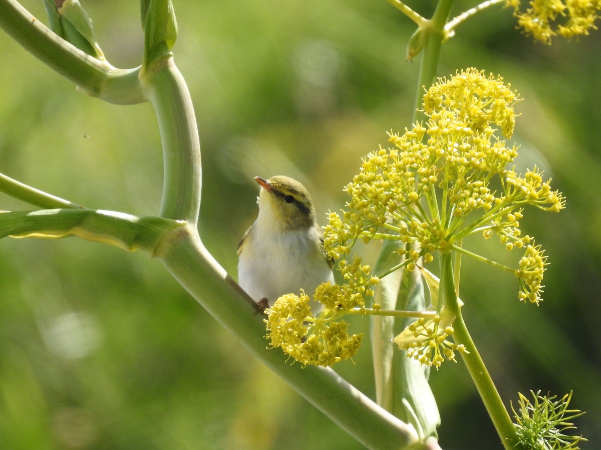 Wood Warbler - Fabio Marcolin