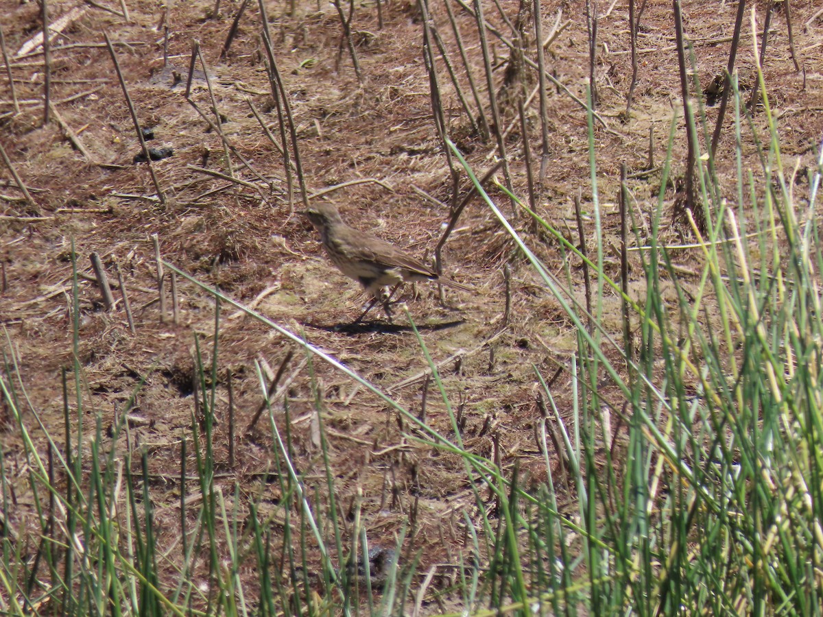 American Pipit - Ed Clark