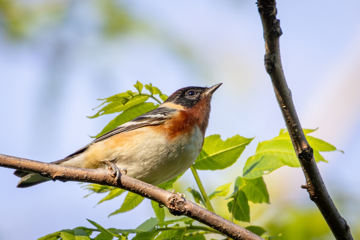 Bay-breasted Warbler - Michael Warner