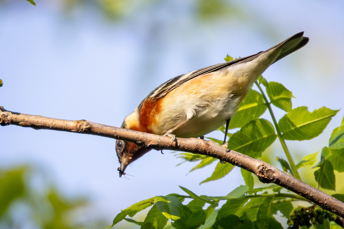 Bay-breasted Warbler - Michael Warner