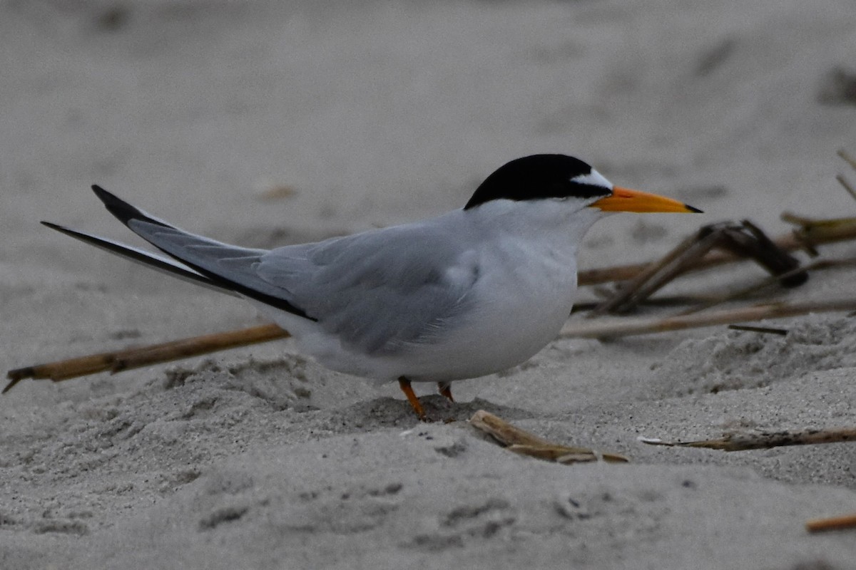 Least Tern - Brenda Lindsey