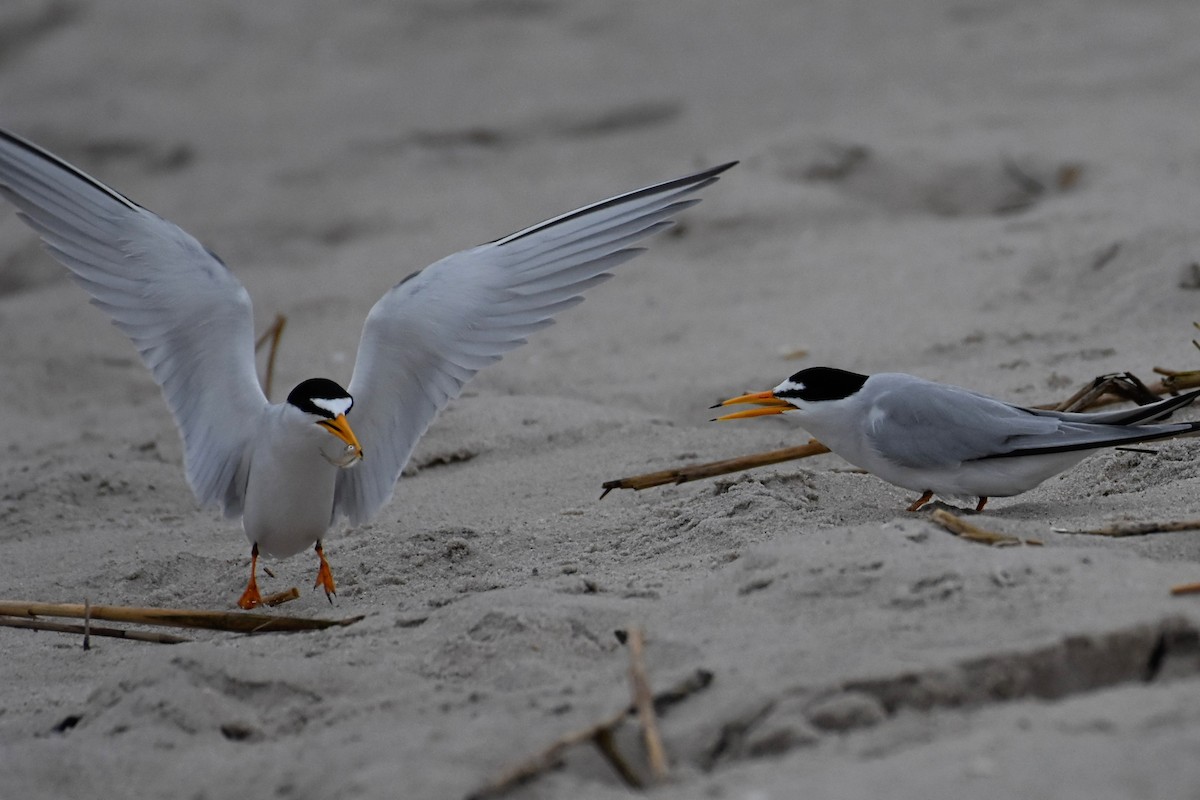 Least Tern - Brenda Lindsey