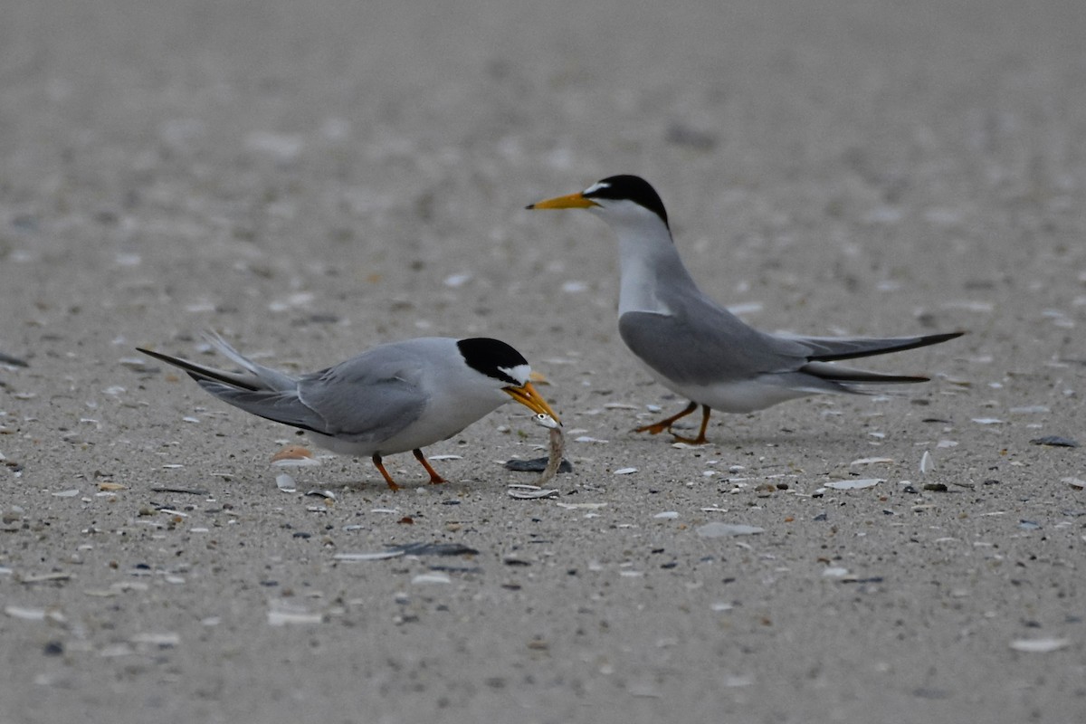 Least Tern - Brenda Lindsey