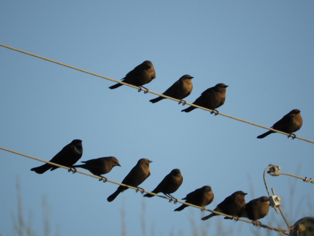 Brewer's Blackbird - Thomas Bürgi