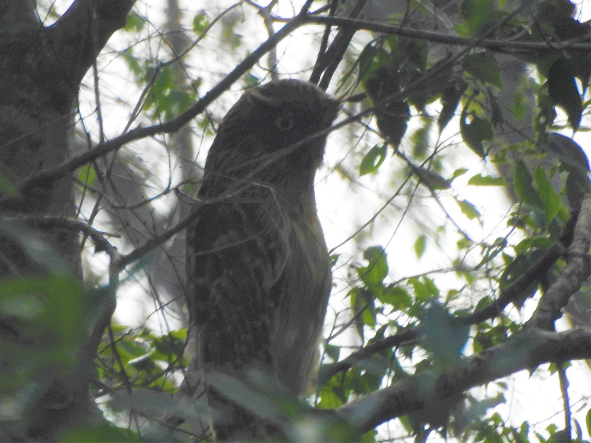 Brown Fish-Owl - ML619481152