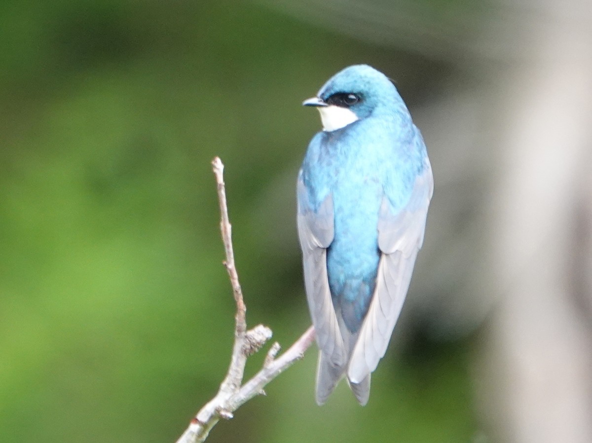 Tree Swallow - ML619481153