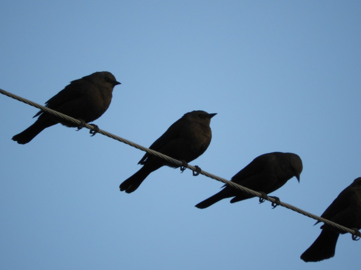 Brewer's Blackbird - Thomas Bürgi