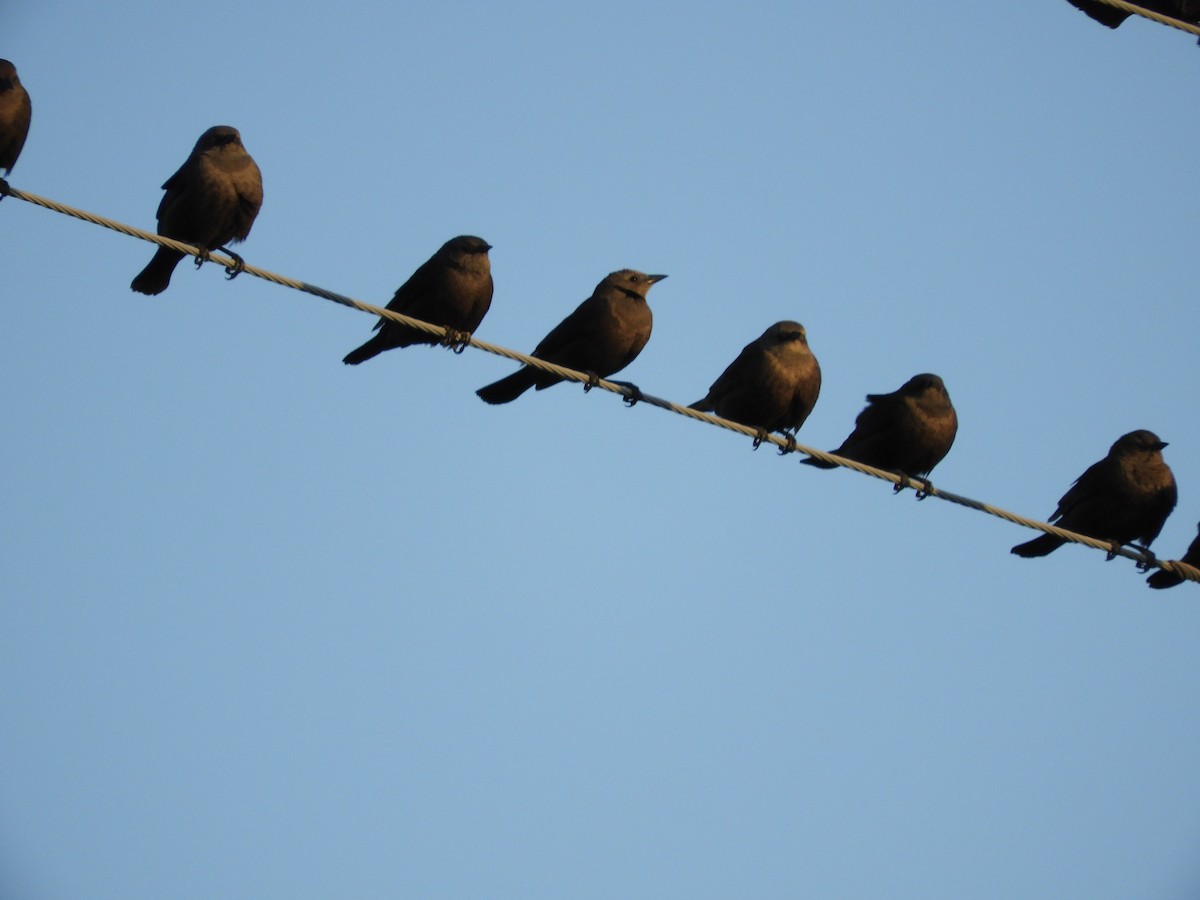 Brewer's Blackbird - Thomas Bürgi