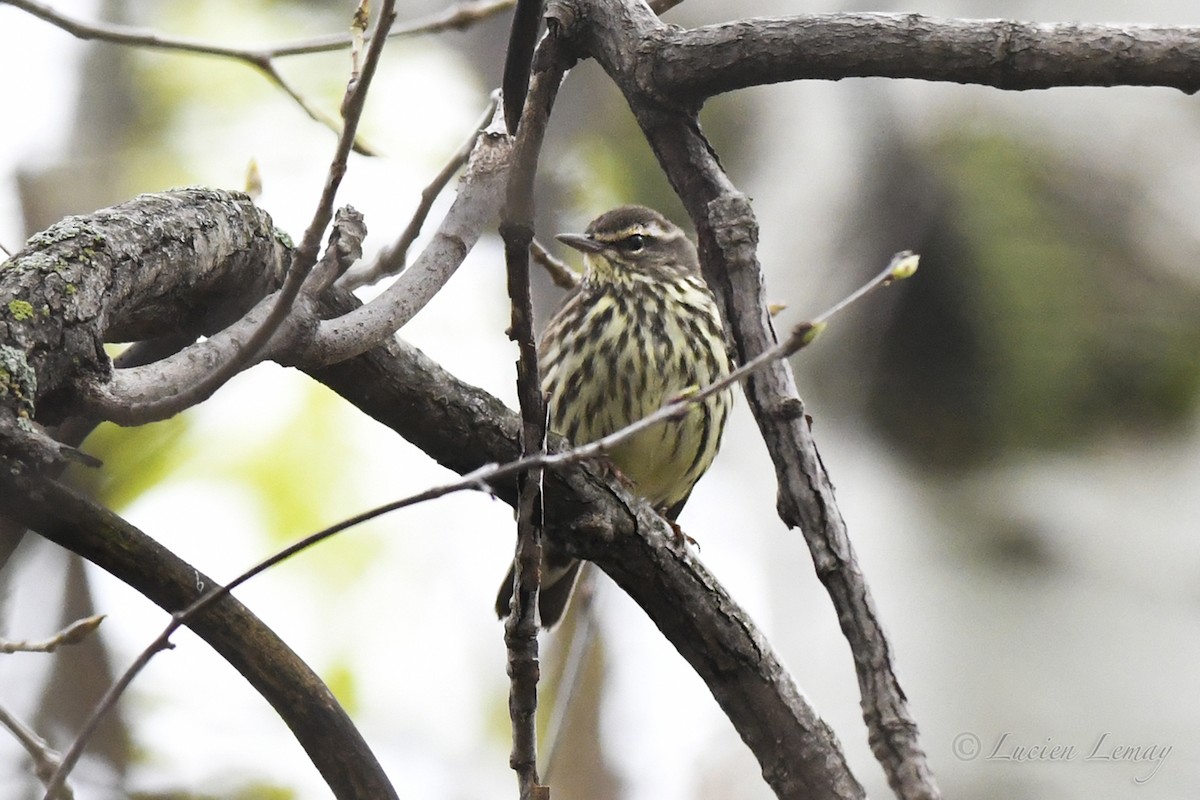 Northern Waterthrush - Lucien Lemay