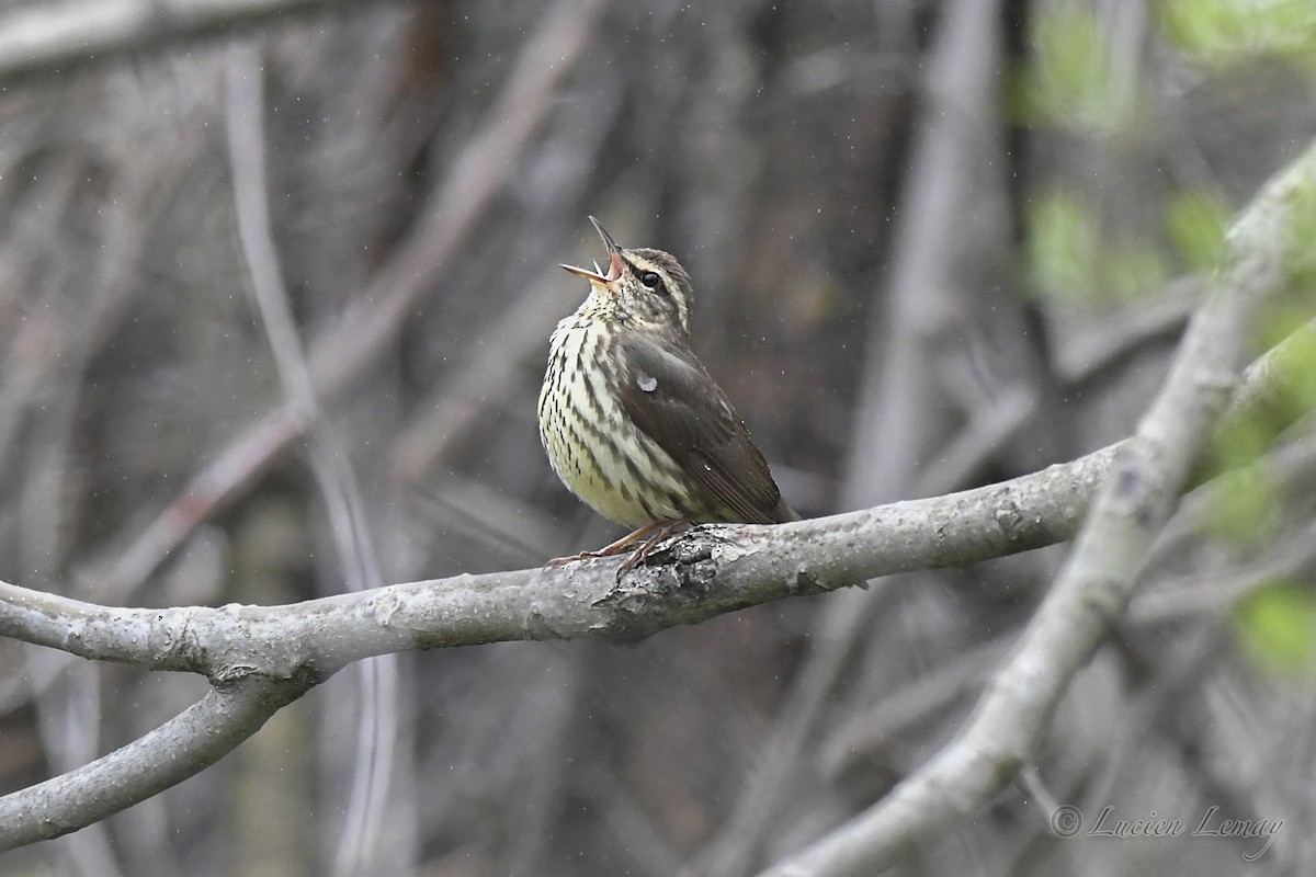 Northern Waterthrush - Lucien Lemay