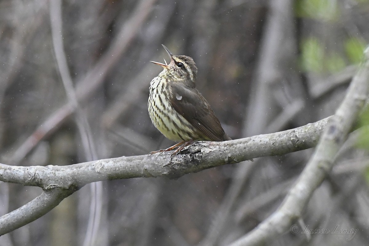 Northern Waterthrush - Lucien Lemay