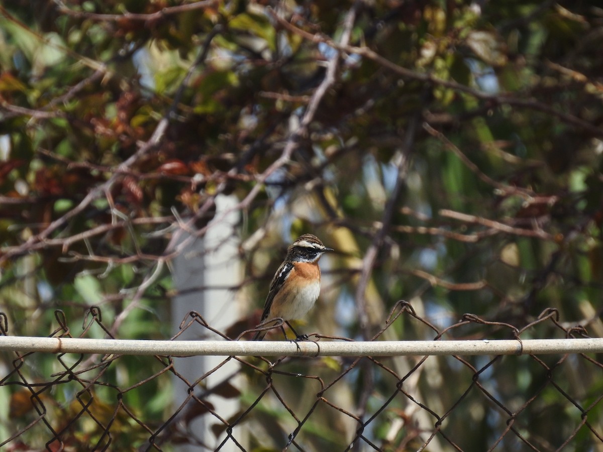 Whinchat - Fabio Marcolin