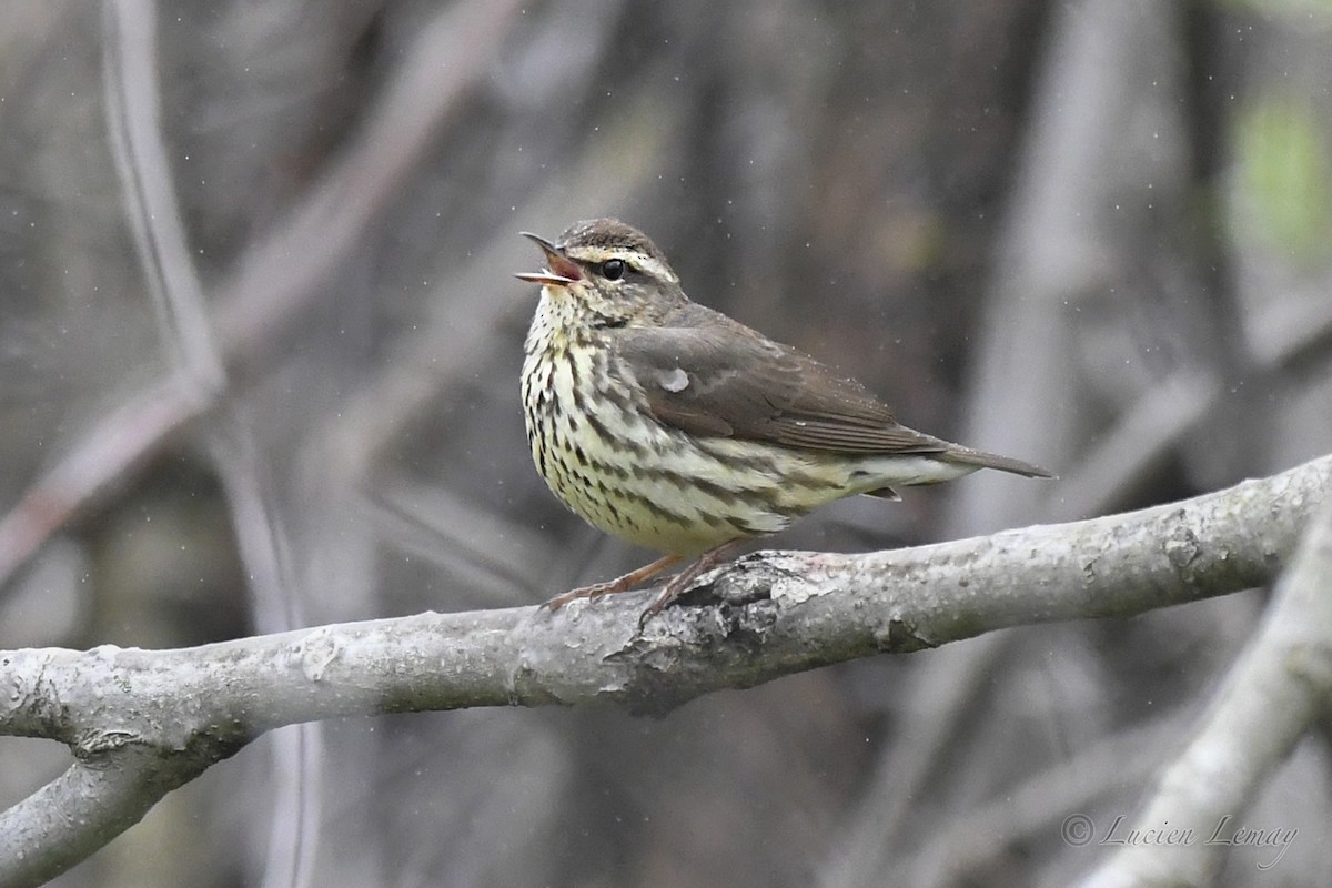 Northern Waterthrush - Lucien Lemay