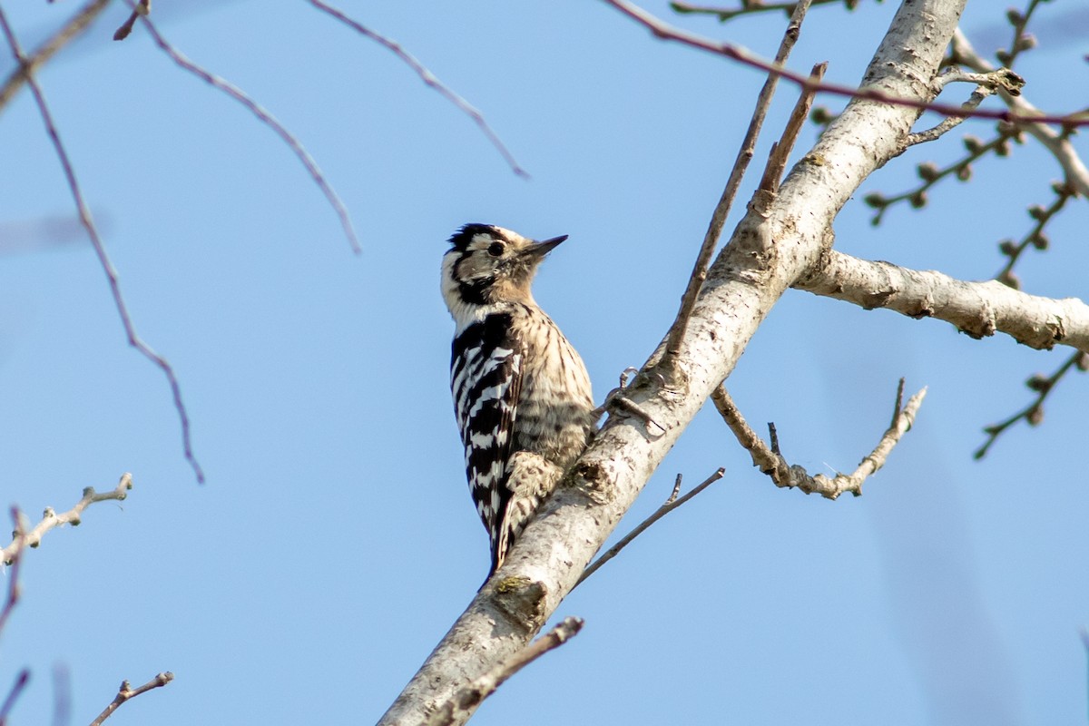 Lesser Spotted Woodpecker - tunahan sinan