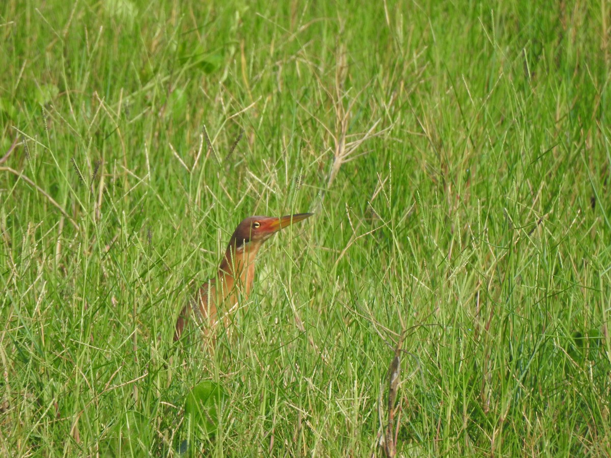 Cinnamon Bittern - ML619481188