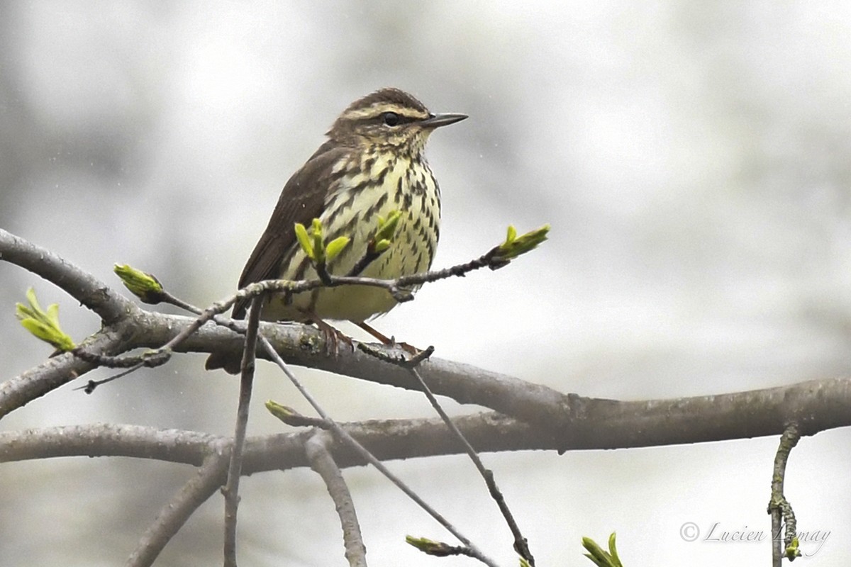 Northern Waterthrush - Lucien Lemay