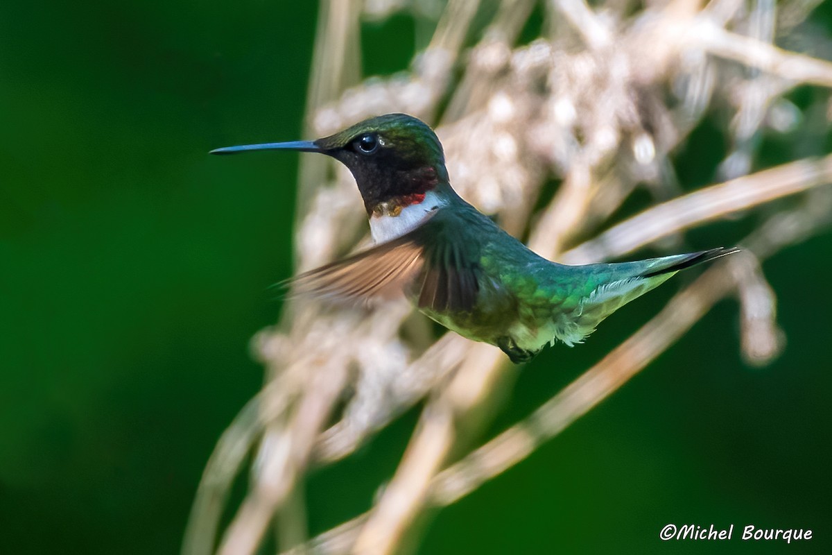 Ruby-throated Hummingbird - Michel Bourque