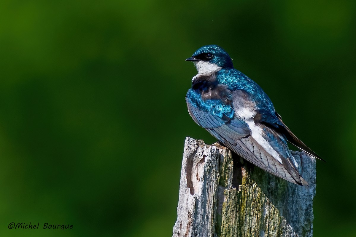 Tree Swallow - Michel Bourque