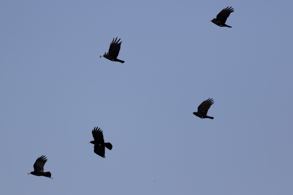 Red-billed Chough - ML619481195