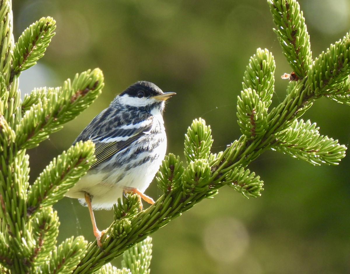 Blackpoll Warbler - ML619481196