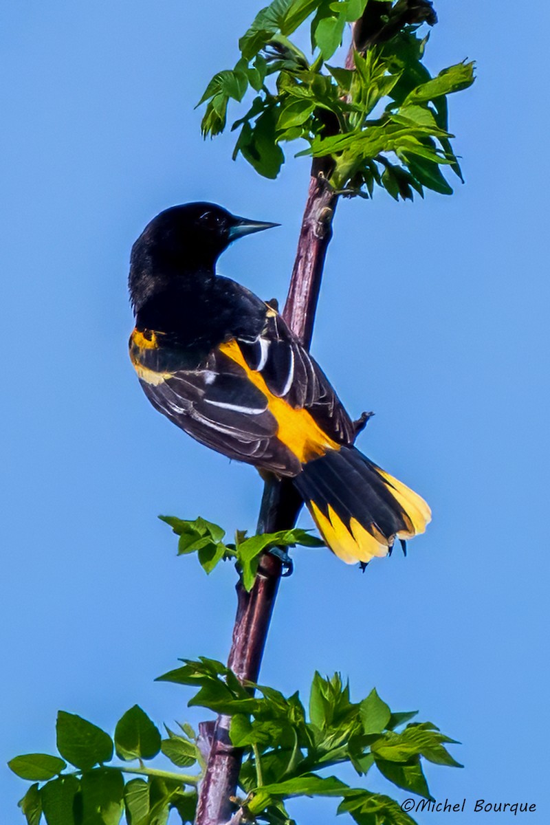 Baltimore Oriole - Michel Bourque