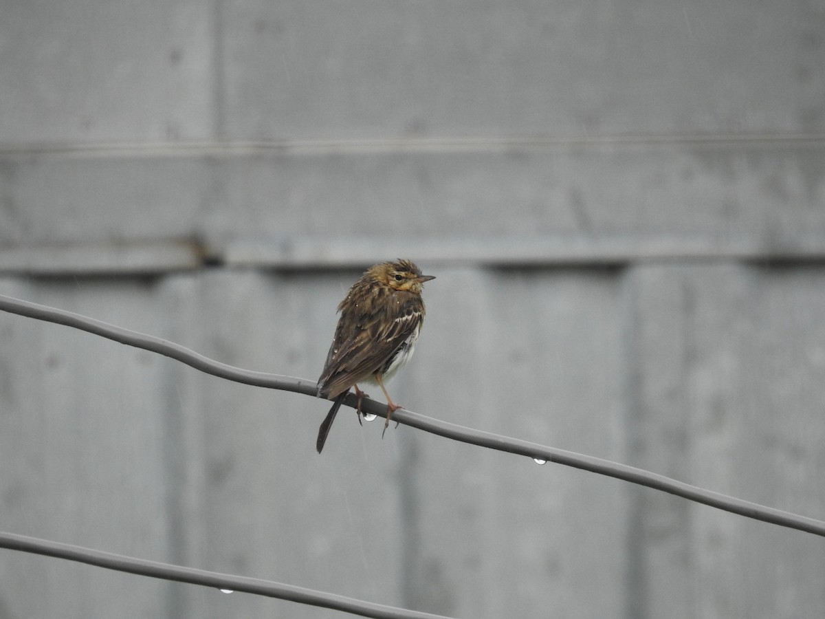 Tree Pipit - Fabio Marcolin