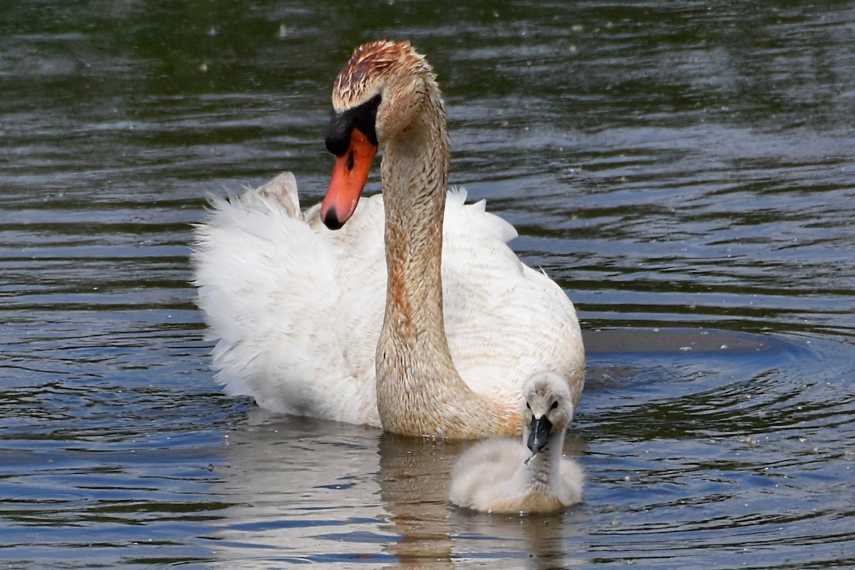 Cygne tuberculé - ML619481213