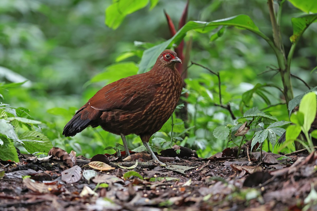 Salvadori's Pheasant - ML619481215