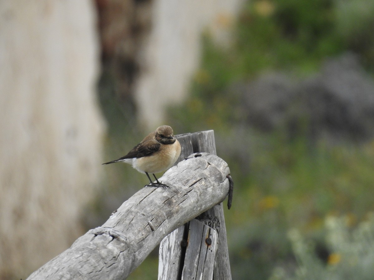 Eastern Black-eared Wheatear - Fabio Marcolin