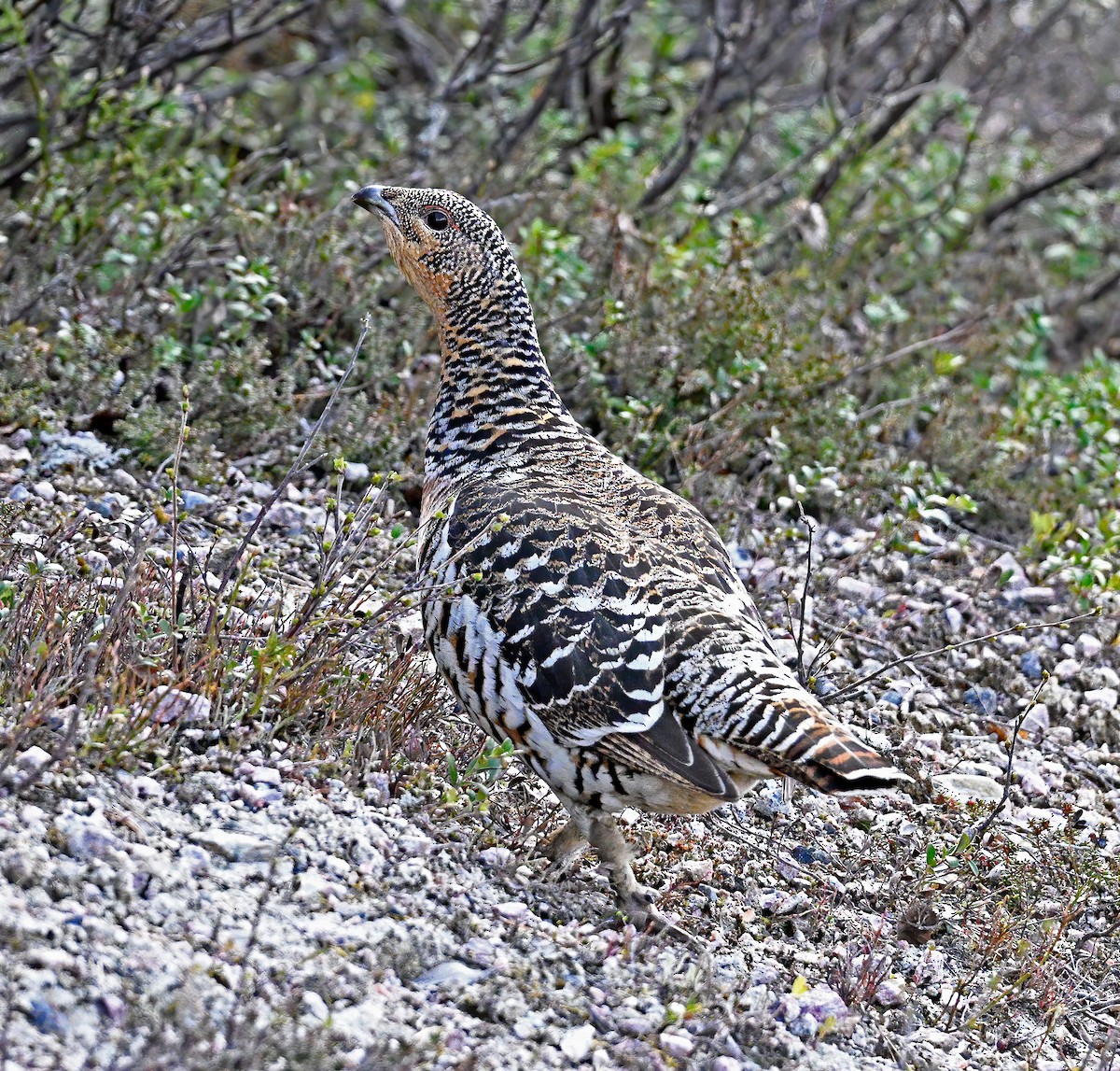 Western Capercaillie - Pål A. Olsvik