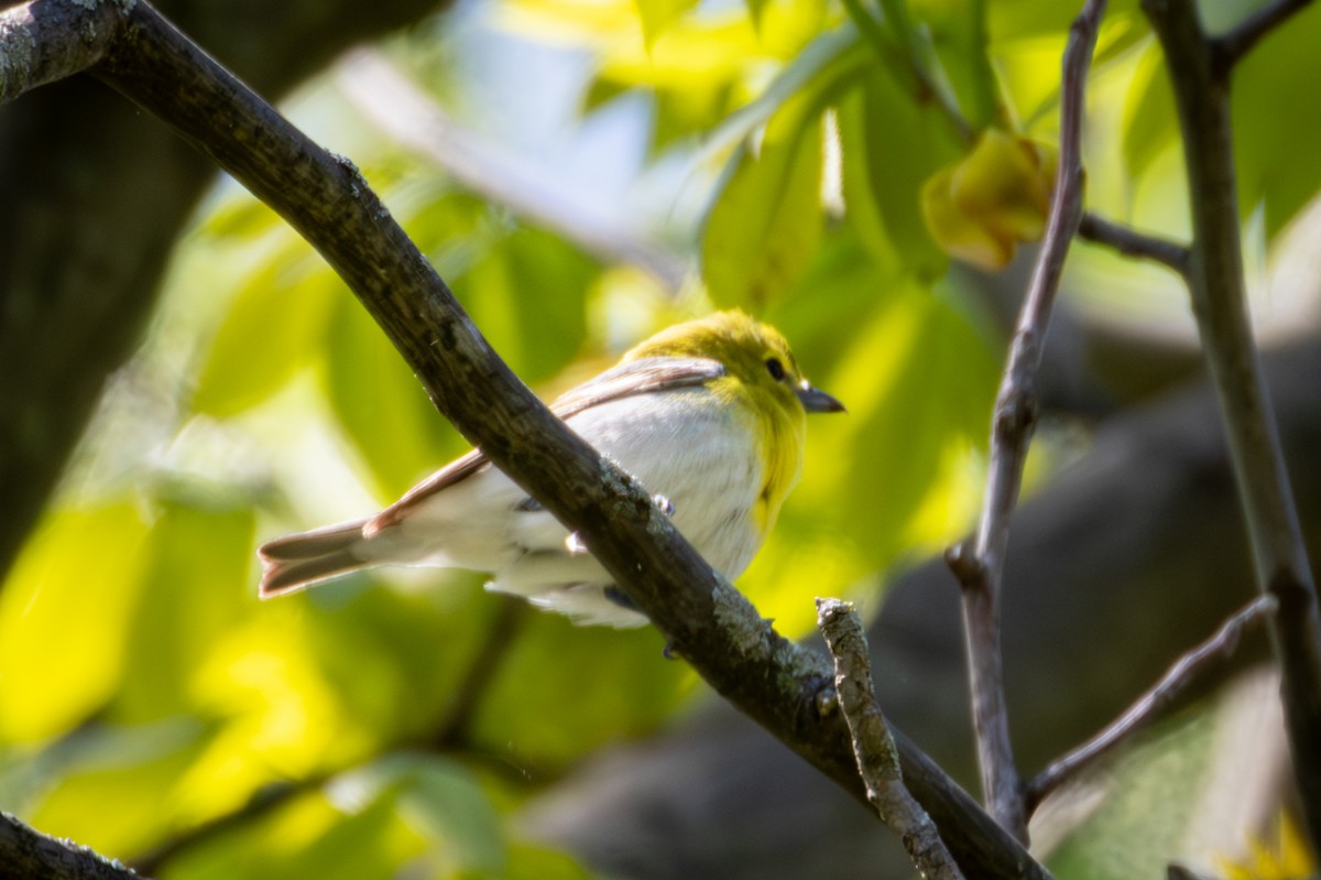 Yellow-throated Vireo - Michael Warner