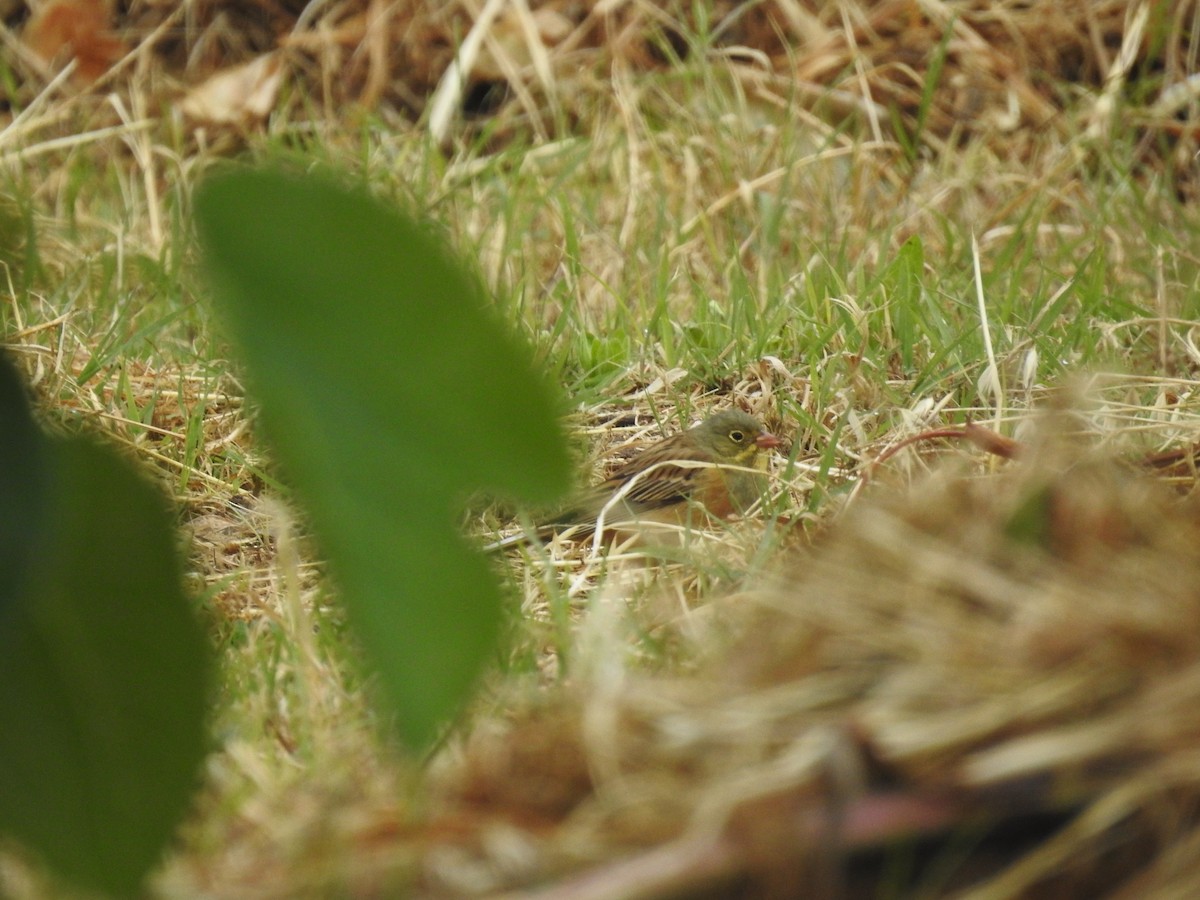 Ortolan Bunting - Fabio Marcolin