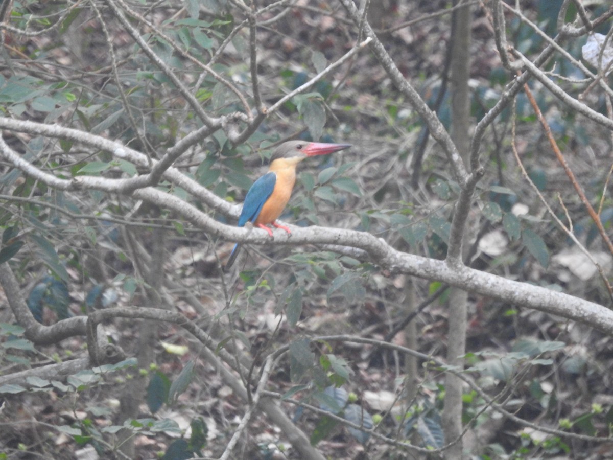 Stork-billed Kingfisher - Arun Karthi