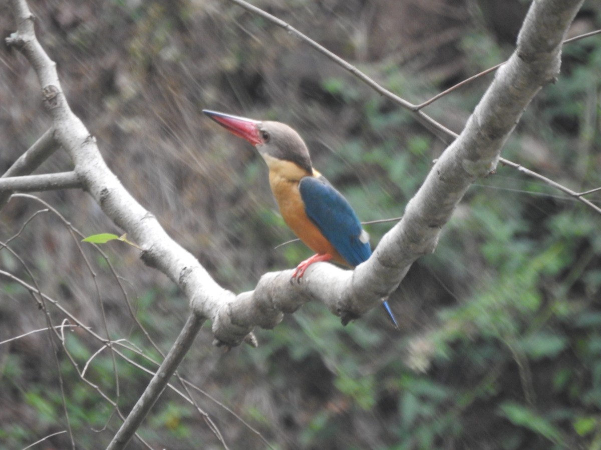 Stork-billed Kingfisher - Arun Karthi