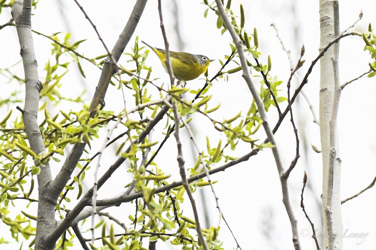 Nashville Warbler - Lucien Lemay