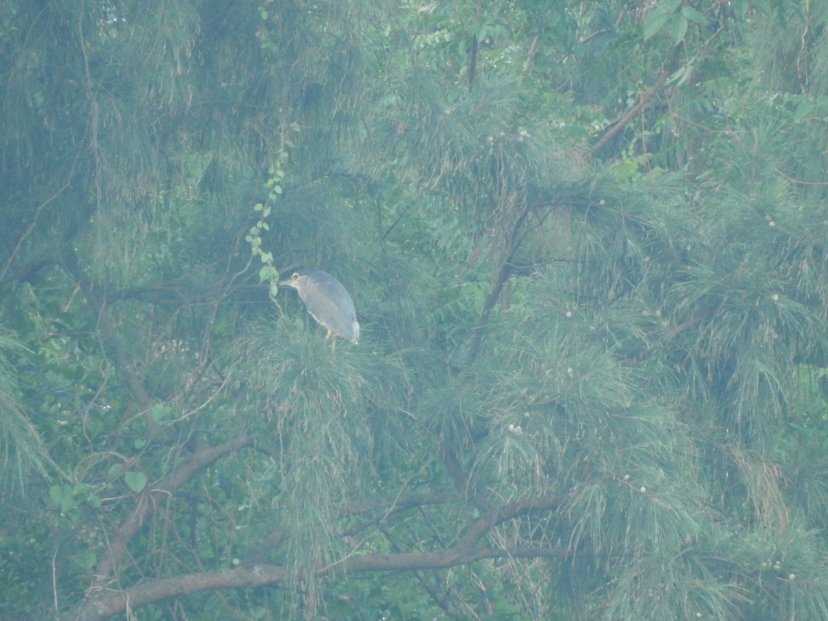 Black-crowned Night Heron - Piklu Das